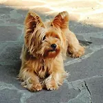 La Magnifica 3* Fauglia