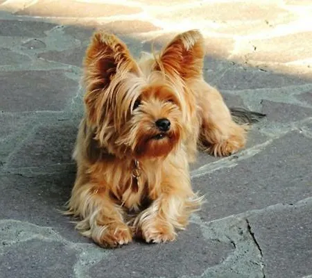 La Magnifica 3* Fauglia
